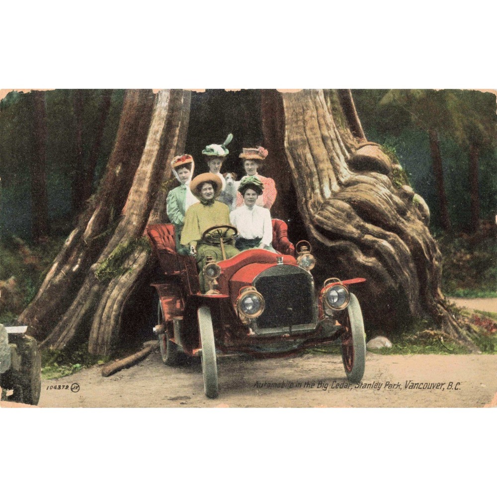 Vintage 1913 Postcard Automobile in the Big Cedar Stanley Park Vancouver BC VG - Picture 1 of 2